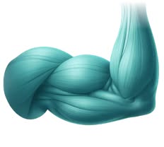 Muscle illustration