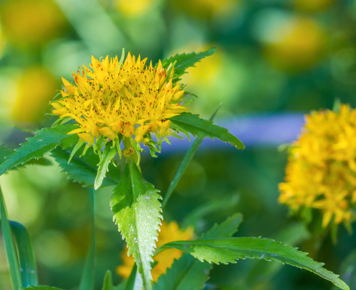 rhodiola