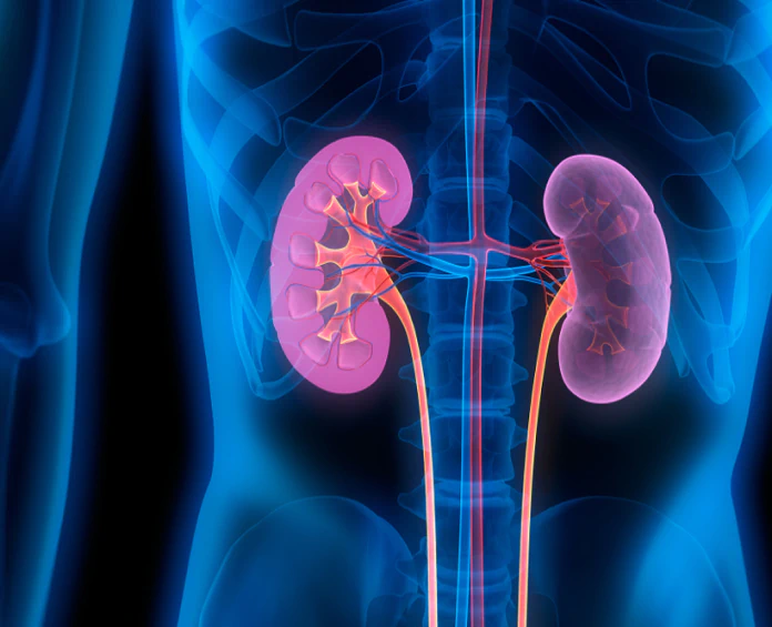 A 3D medical illustration of kidneys with highlighted blood vessels, emphasizing the benefits of kidney health supplements.