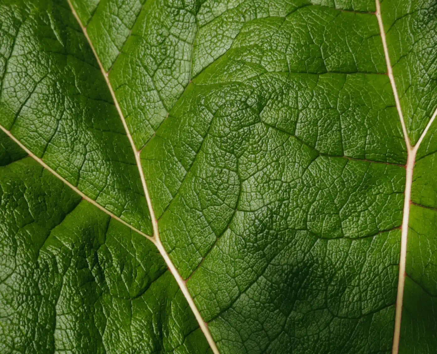 Leaf veins