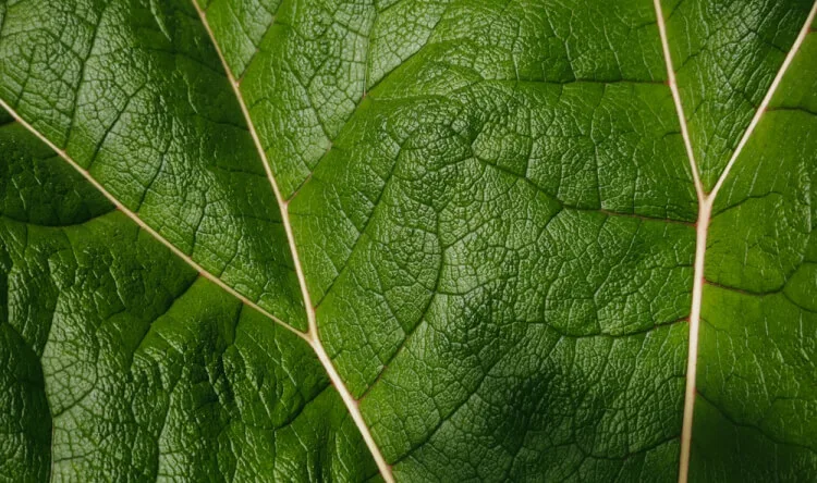A close-up of a green leaf showing its vein structure, symbolizing natural support from supplements for vein health.