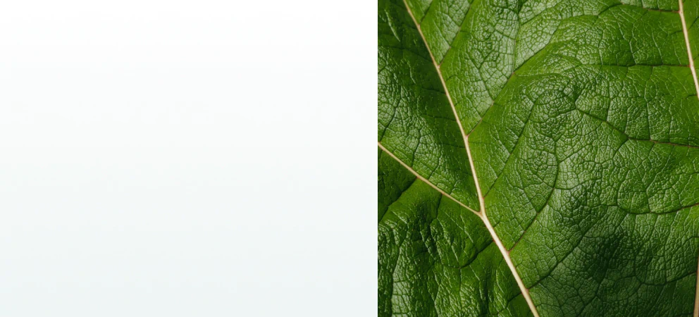 A close-up of a green leaf showing its vein structure, symbolizing natural support from supplements for vein health.