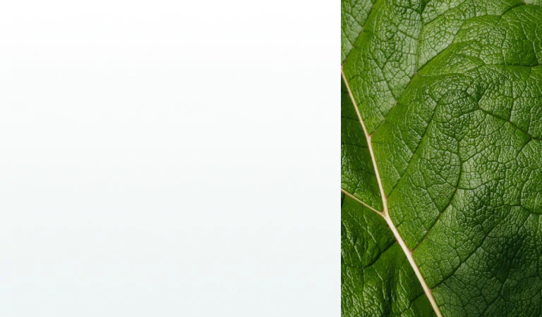 A close-up of a green leaf showing its vein structure, symbolizing natural support from supplements for vein health.