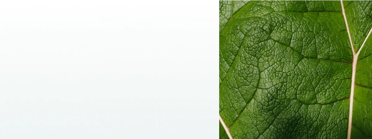 A close-up of a green leaf showing its vein structure, symbolizing natural support from supplements for vein health.