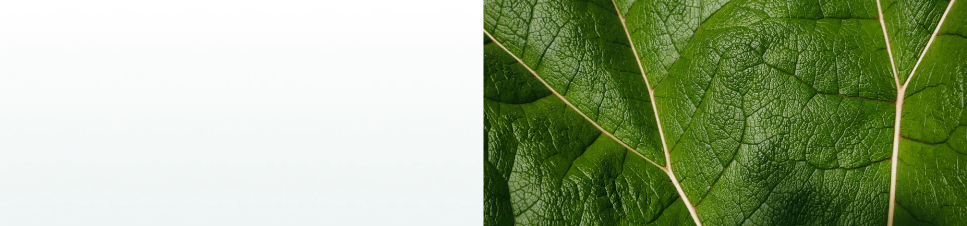 A close-up of a green leaf showing its vein structure, symbolizing natural support from supplements for vein health.