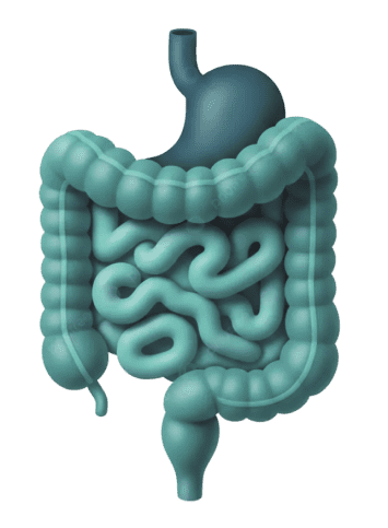 Gut health illustration