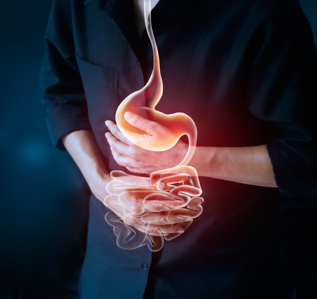 Digestive system