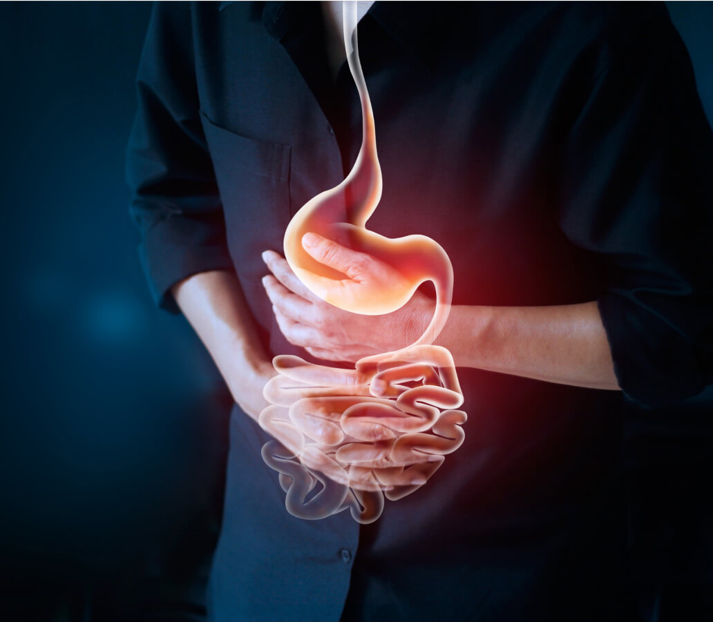 Digestive system