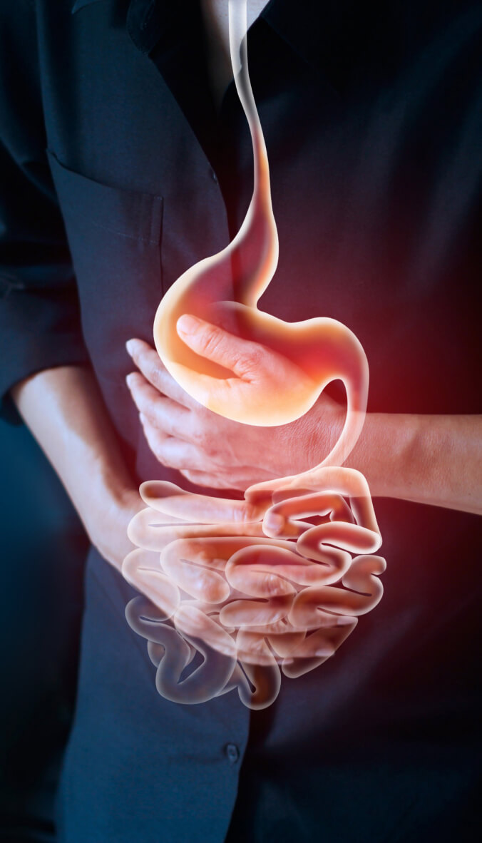 Digestive system