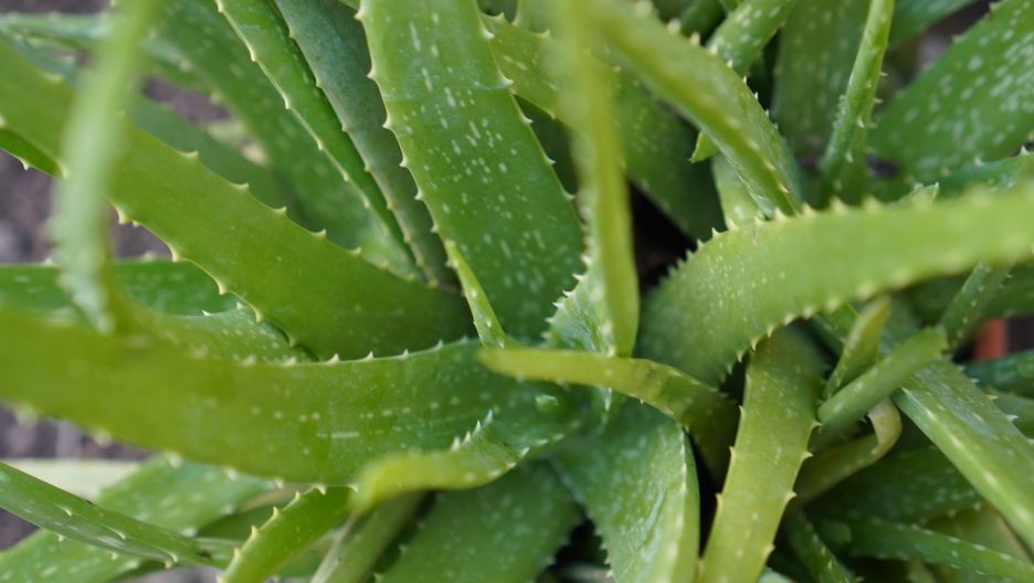Close-up photo of an Aloe Vera plant with green, spiky leaves.