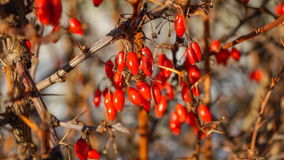 A close-up image displaying Berberine