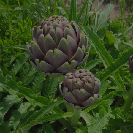 Artichoke Leaf Extract