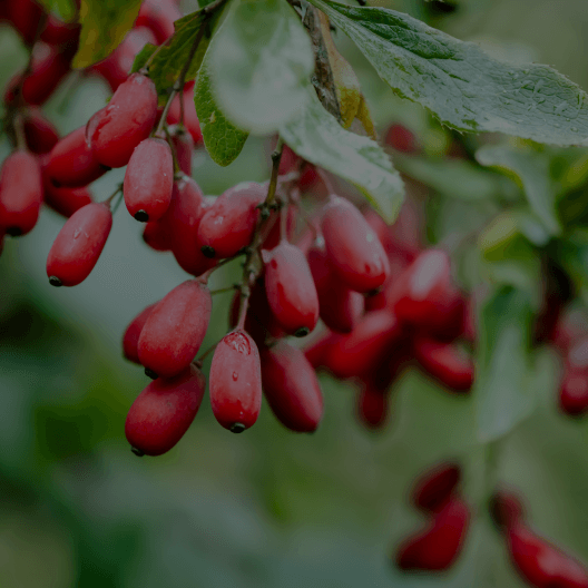 Barberry Fruit Extract