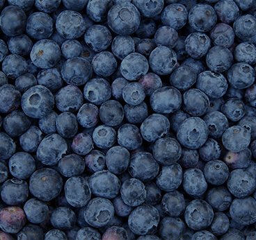 Bilberry Powder