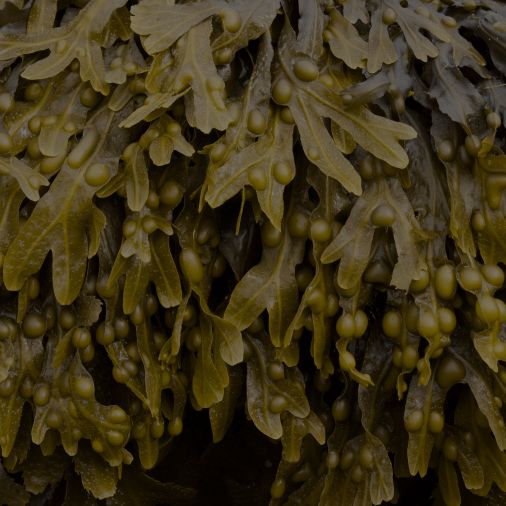 Bladderwrack