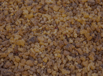 Boswellia Serrata