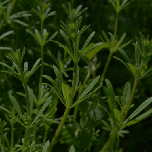 Cleavers Extract
