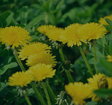 Dandelion