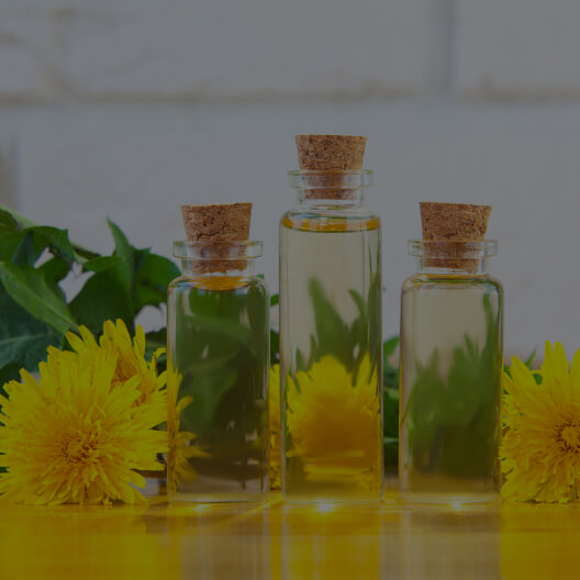 Dandelion Extract