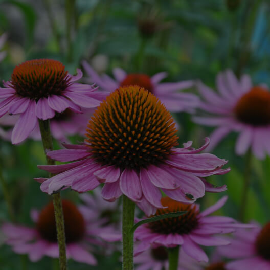 Echinacea purpurea extract