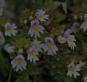 Eyebright extract