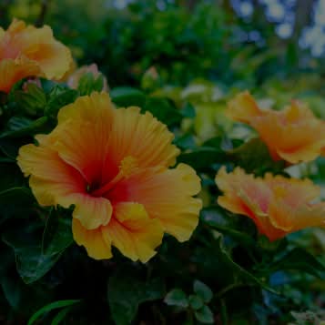 HIBISCUS FLOWER