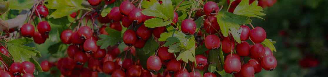 Hawthorn Berry Extract (900 mg standardized extract)