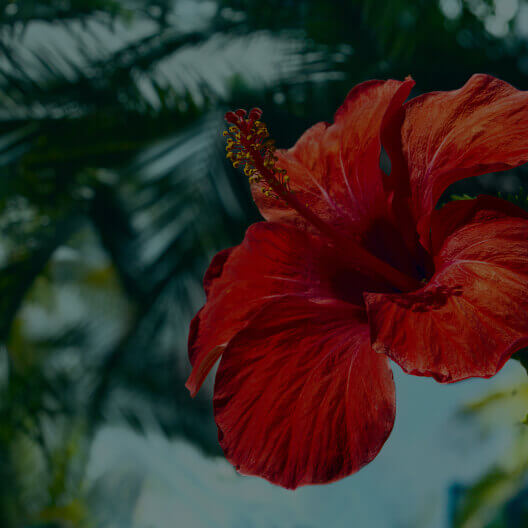 HIBISCUS FLOWER EXTRACT