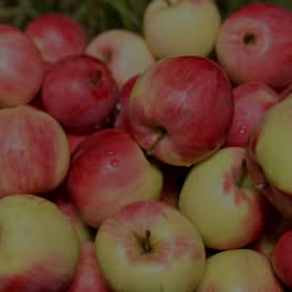 Apple Pectin