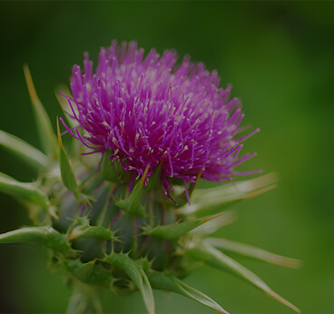 Silymarin (from Milk Thistle)