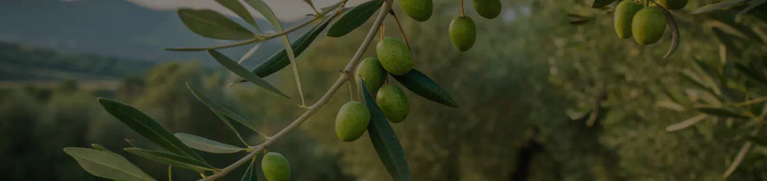 Mediterranean Olive Leaf Extract (Olea europaea)