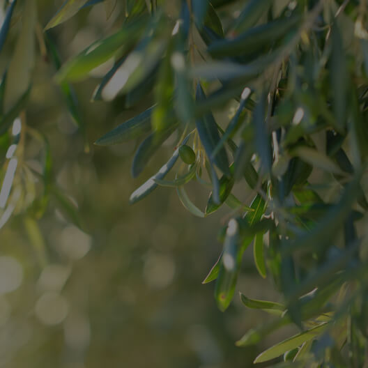 Olive Leaf Extract