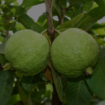 Guava Fruit Powder
