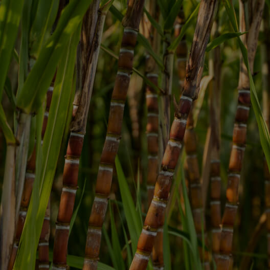 Policosanol (from sugar cane)