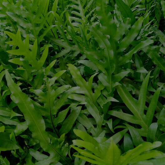 Polypodium leucotomos