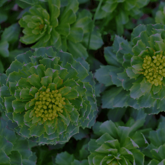 Rhodiola crenulata Root Extract