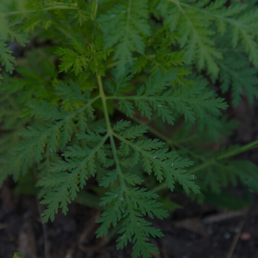 Sweet Wormwood Powder