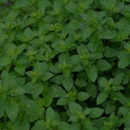 Oregano oil