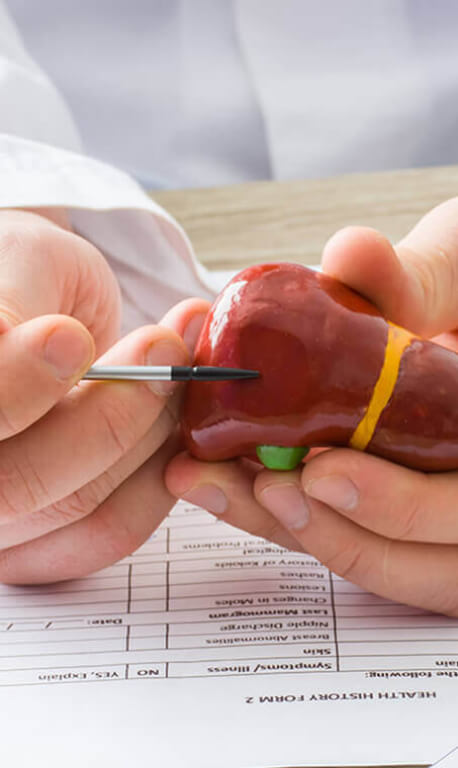 hands holding model of liver
