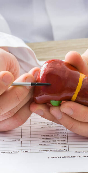 hands holding model of liver