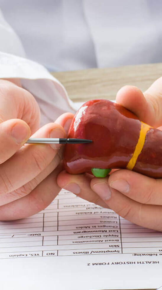 hands holding model of liver