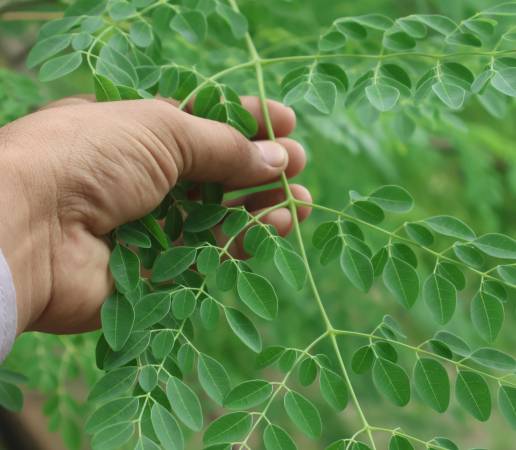 Moringa
