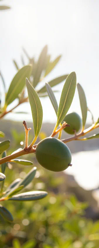 Olive tree