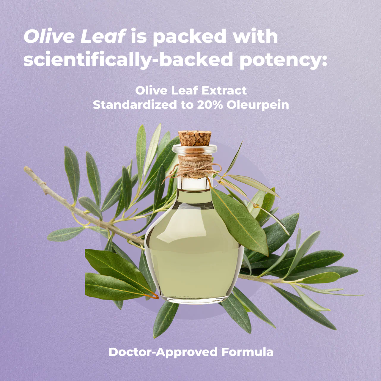 Olive Leaf