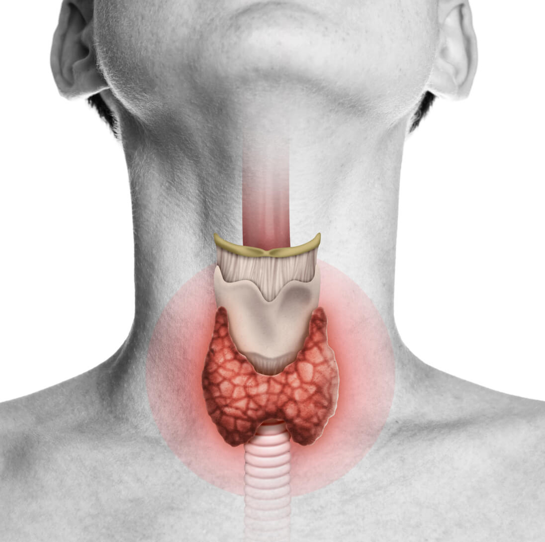 Thyroid gland