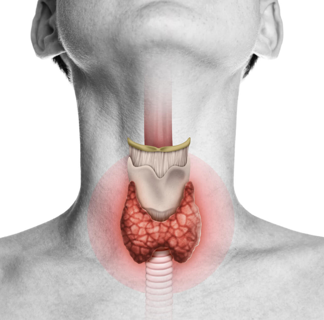 Thyroid gland