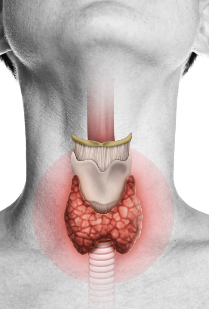 Thyroid gland