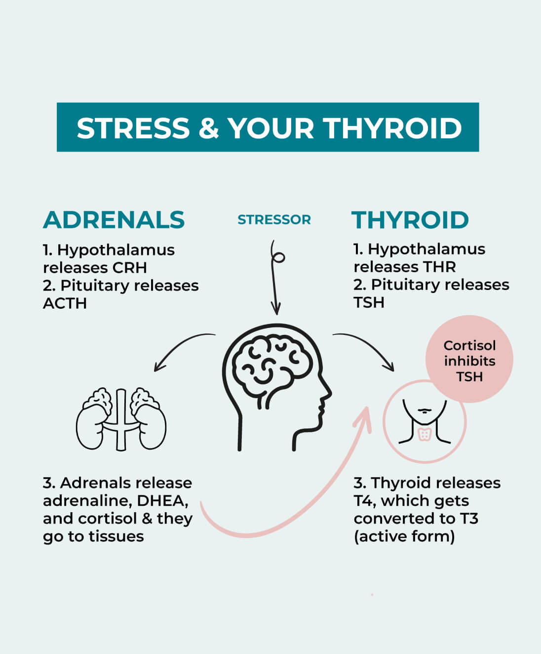 Stress thyroid gland