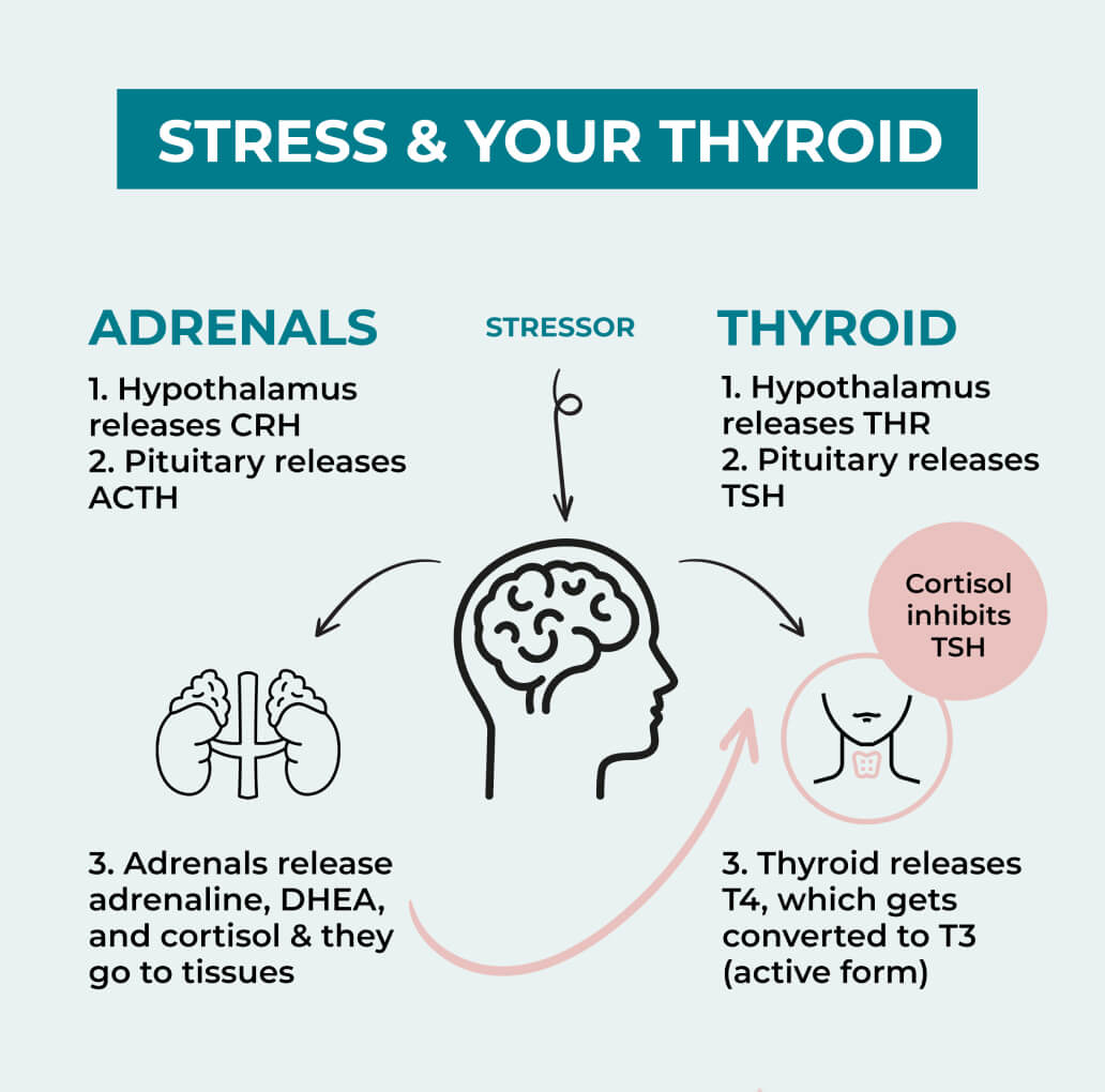Stress thyroid gland