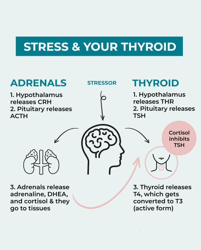Stress thyroid gland